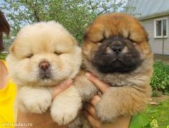 Fifa de placere!! ed.21