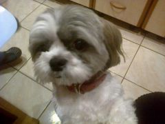 Cupa &quot; Tottos&quot;  ed.I