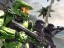 Halo 2